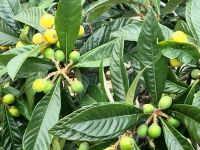 Zwergmispel/La Gomera/Kanaren &ndash; &copy; Susanne Hofen (Eberhardt TRAVEL)