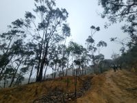 Eukalyptus/La Gomera/Kanaren &ndash; &copy; Susanne Hofen (Eberhardt TRAVEL)
