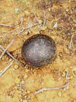 Wurzeltrüffel/La Gomera/Kanaren &ndash; &copy; Susanne Hofen (Eberhardt TRAVEL)