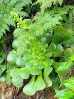 Wolfsmilchgewächs/Wanderung von Las Rosas zum Mirador de Abrante/La Gomera/Kanaren &ndash; &copy; Susanne Hofen (Eberhardt TRAVEL)