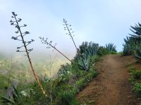 Wanderung von Las Rosas zum Mirador de Abrante/La Gomera/Kanaren &ndash; &copy; Susanne Hofen (Eberhardt TRAVEL)