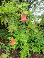 Kanarische Glockenblume/La Gomera/Kanaren &ndash; &copy; Susanne Hofen (Eberhardt TRAVEL)