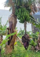Bananen/Agulo/La Gomera/Kanaren &ndash; &copy; Susanne Hofen (Eberhardt TRAVEL)