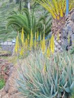Aloe Vera/Agulo/La Gomera/Kanaren &ndash; &copy; Susanne Hofen (Eberhardt TRAVEL)