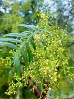roter Pfefferbaum/Agulo/La Gomera/Kanaren &ndash; &copy; Susanne Hofen (Eberhardt TRAVEL)