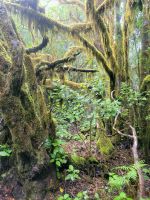 El Cedro Nebelwald/Garajonay-Nationalpark/La Gomera/Kanaren &ndash; &copy; Susanne Hofen (Eberhardt TRAVEL)