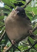 El Cedro Nebelwald/Garajonay-Nationalpark/La Gomera/Kanaren &ndash; &copy; Susanne Hofen (Eberhardt TRAVEL)