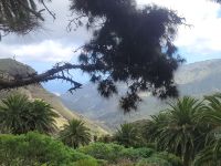 El Cedro Nebelwald/Garajonay-Nationalpark/La Gomera/Kanaren &ndash; &copy; Susanne Hofen (Eberhardt TRAVEL)