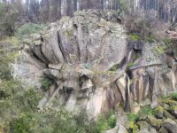 Basalt Margerite/Auffahrt zum Teide/Teneriffa/Kanaren &ndash; &copy; Susanne Hofen (Eberhardt TRAVEL)