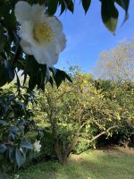 Spanien, Pazo Rubiañes, Kameliengarten &ndash; &copy; Sabine C. Seifert (Eberhardt TRAVEL)