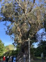 Spanien, Pazo Rubiañes, Kameliengarten &ndash; &copy; Sabine C. Seifert (Eberhardt TRAVEL)