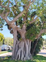 Fiscus &ndash; &copy; Kerstin Veit (Eberhardt TRAVEL)