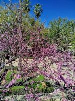 Judasbaum &ndash; &copy; Kerstin Veit (Eberhardt TRAVEL)