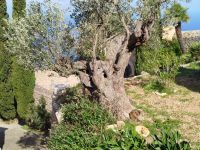 Garten &ndash; &copy; Kerstin Veit (Eberhardt TRAVEL)