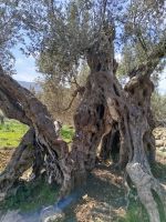 IMG_20260320_114332.jpg &ndash; &copy; Kerstin Veit (Eberhardt TRAVEL)