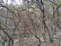 Steineichenwald &ndash; &copy; Kerstin Veit (Eberhardt TRAVEL)