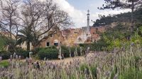 Barcelona - Lavendelblüten und Knusperhäuschen &ndash; &copy; Anke Nicke (Eberhardt TRAVEL)