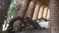 Barcelona - Parc Güell - ein Olivenbaum wächst sich seinen Weg aus den Säulenarkaden &ndash; &copy; Anke Nicke (Eberhardt TRAVEL)