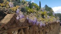 Barcelona - Frühling im Parc Güell - Blauregen &ndash; &copy; Anke Nicke (Eberhardt TRAVEL)