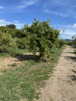 In der Orangenplantage &ndash; &copy; Elke Knappe (Eberhardt TRAVEL)