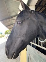 Ein edler Andalusier &ndash; &copy; Elke Knappe (Eberhardt TRAVEL)