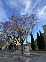 Palisanderholzbaum in Jerez de la Frontera &ndash; &copy; Laetitia Wollny (Eberhardt TRAVEL)