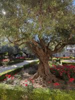 Gärten in der Alcazaba - Jerez de la Frontera &ndash; &copy; Laetitia Wollny (Eberhardt TRAVEL)
