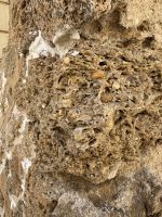 Piedra Ostionera - Gesteinsart mit Muscheleinschlüssen &ndash; &copy; Laetitia Wollny (Eberhardt TRAVEL)