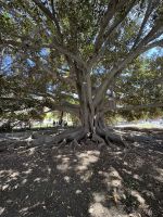 Baum in Cádiz &ndash; &copy; Laetitia Wollny (Eberhardt TRAVEL)