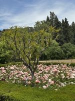 Gärten Alhambra &ndash; &copy; Laetitia Wollny (Eberhardt TRAVEL)
