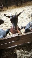 Queseria El Cabriteru  &ndash; &copy; Beate Klingebiel (Eberhardt TRAVEL)