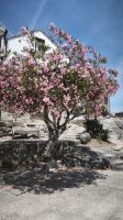 Combarro Oleander  &ndash; &copy; Beate Klingebiel (Eberhardt TRAVEL)