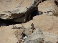 Eidechsen in der Sonne