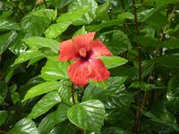 Hibiskus