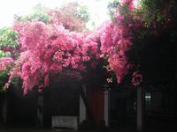 Ein bezaubernder Baum! &ndash; &copy; Maxi Wendler (Eberhardt TRAVEL)