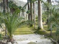 in den Gärten von Alfábia