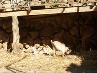 La Granja - Ziegen begrüßen uns