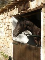 La Granja - Pferde begrüßen uns