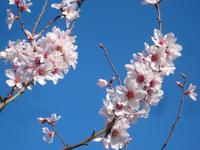 blühende Mandelplantage