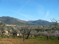 blühende Mandelplantage