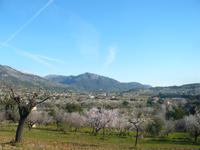 blühende Mandelplantage