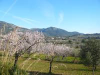 blühende Mandelplantage