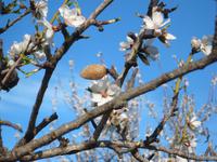 Mandel und Blüte - ein Scherz der Natur