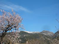 blühende Mandelplantage - im Hintergurnd Schnee