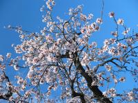 blühende Mandelplantage