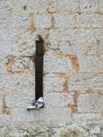 Taube am Castell de Bellver