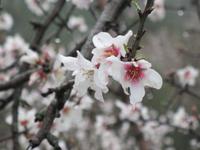 Mandelblüte auf Mallorca