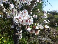 Mandelblüte &ndash; &copy; Nicole Fischer (Eberhardt TRAVEL)
