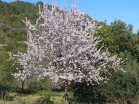 Mandelblüte &ndash; &copy; Nicole Fischer (Eberhardt TRAVEL)