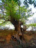 Ausflug nach Las Medulas